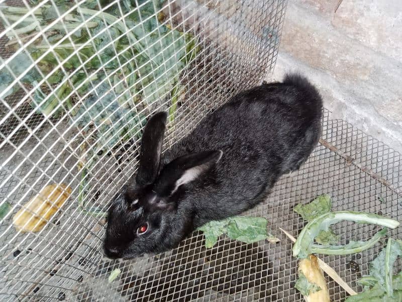 Desi Rabbits for sale, contact on WhatsApp 10