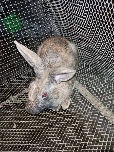 Desi Rabbits for sale, contact on WhatsApp 11