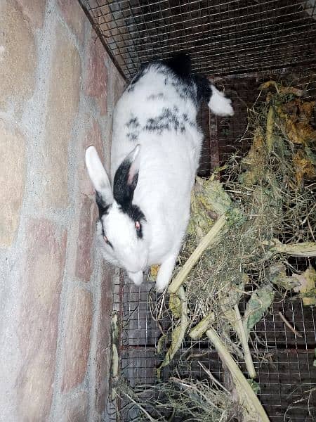 Desi Rabbits for sale, contact on WhatsApp 12