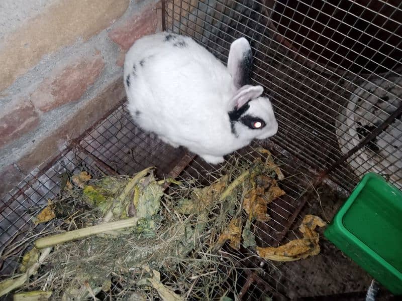 Desi Rabbits for sale, contact on WhatsApp 13