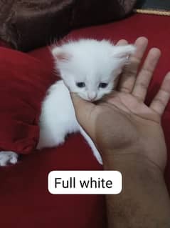 1 month old persian kitten double coat 0