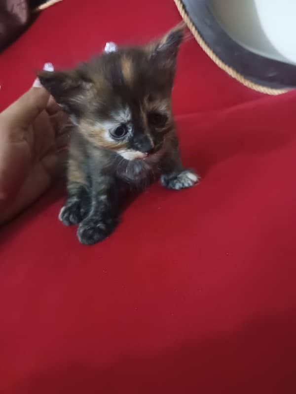 1 month old persian kitten double coat 1