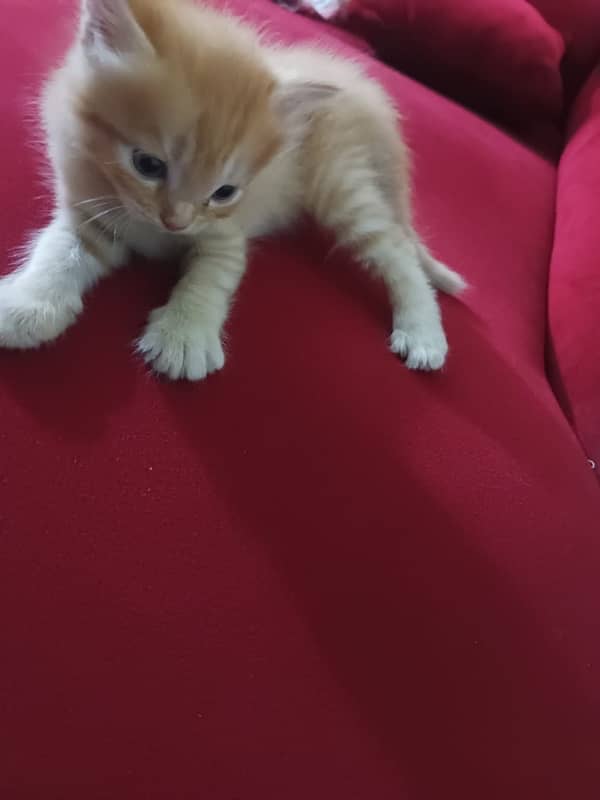 1 month old persian kitten double coat 2