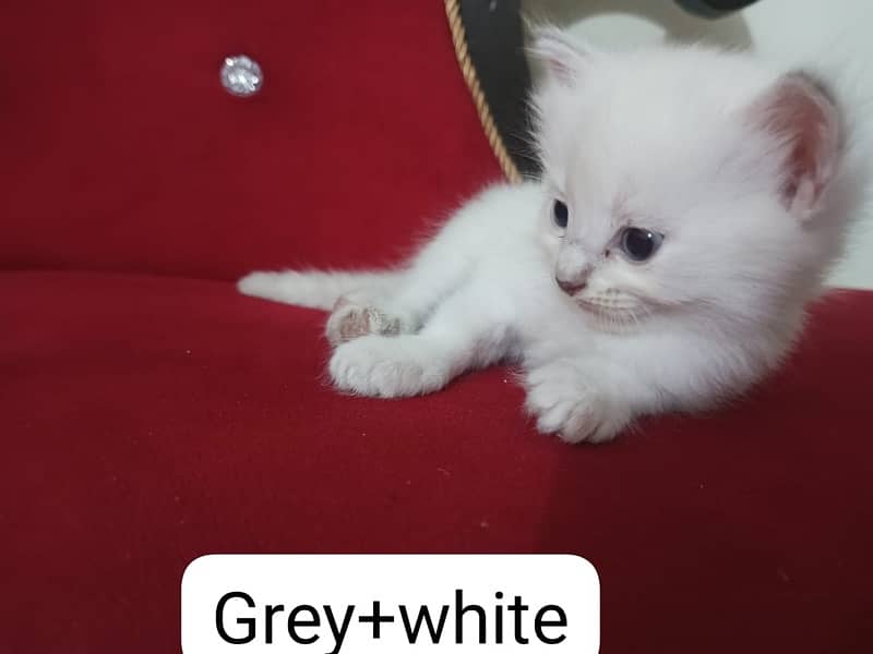 1 month old persian kitten double coat 3