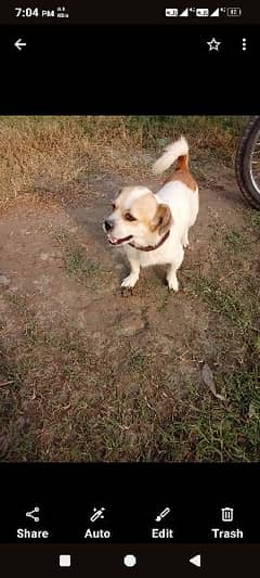 shihTzu and pug mix breed full trained