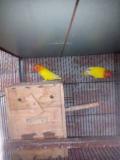 birds for sale