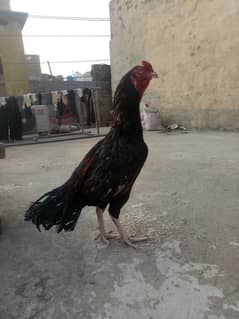 Aseel breeder pair for sale