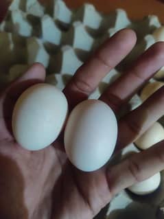 bantam fertile eggs for sale