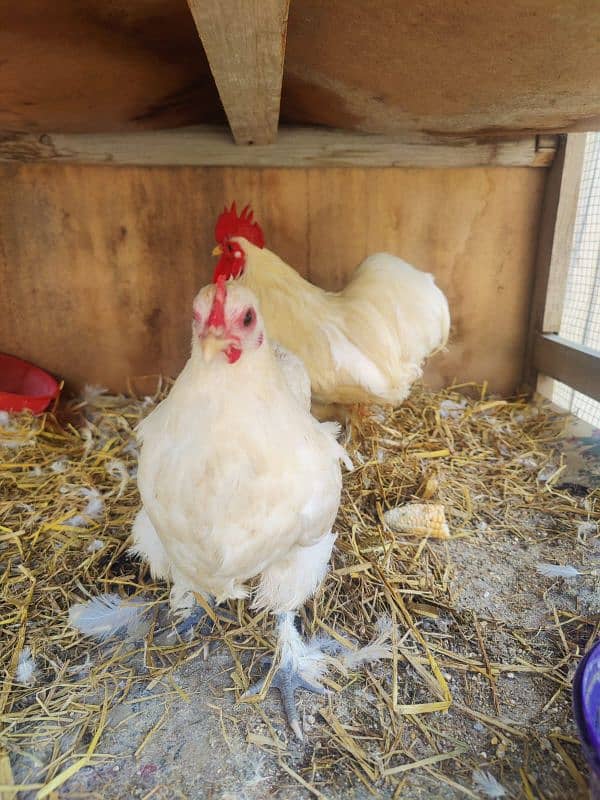 bantam fertile eggs for sale 1