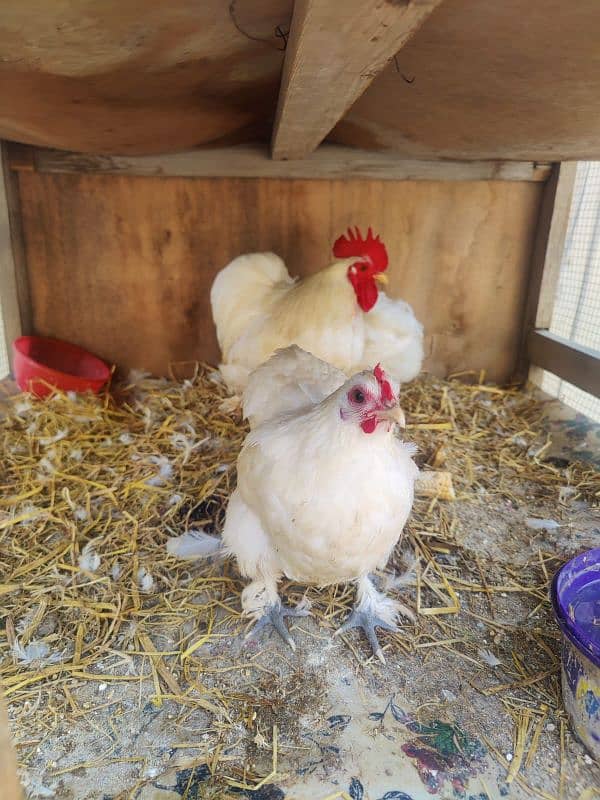 bantam fertile eggs for sale 2