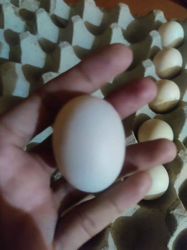 bantam fertile eggs for sale 3