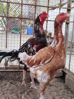 Aseel Sindhi Hens With Pair & Chicks