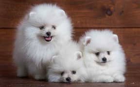 Pomeranian