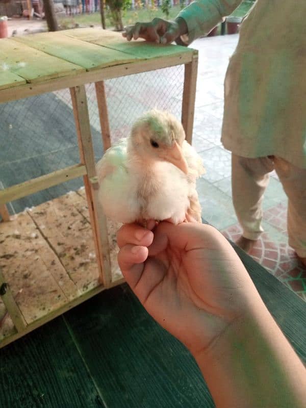 bantam chick 1600 2