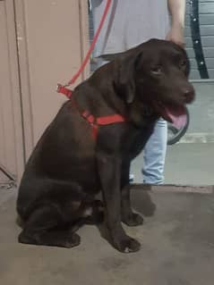 Chocolate Labrador male for sale