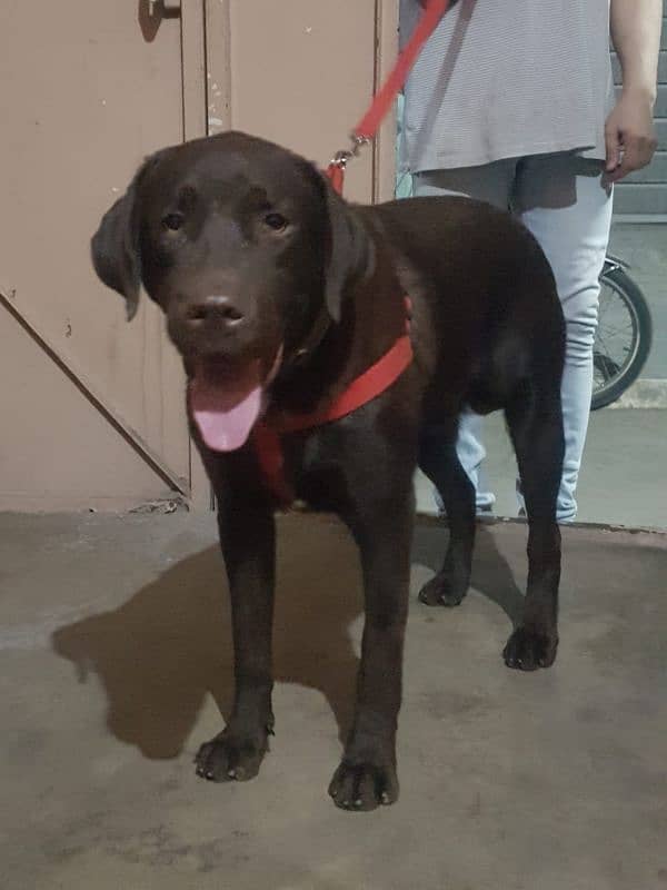 Chocolate Labrador male for sale 1