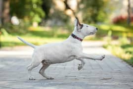 English bull terrier