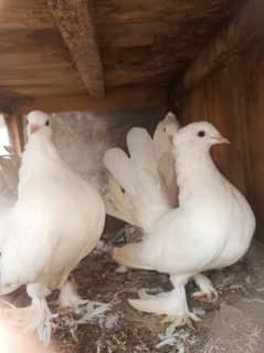 3 female and 1 male breeder for sale