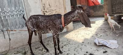 maki cheni 4 month gaban bakri urgent sale