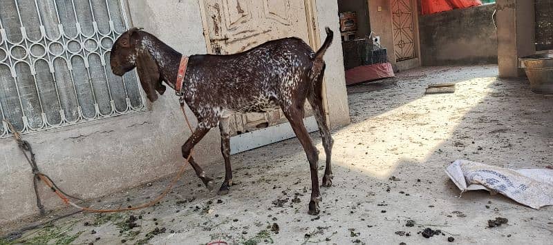 maki cheni gaban bakri urgent sale 1