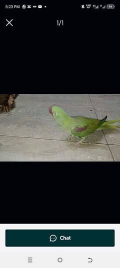 massalah kafi active peice ha raw parrot