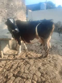 Australian cross cow delivery k Lia tayyar