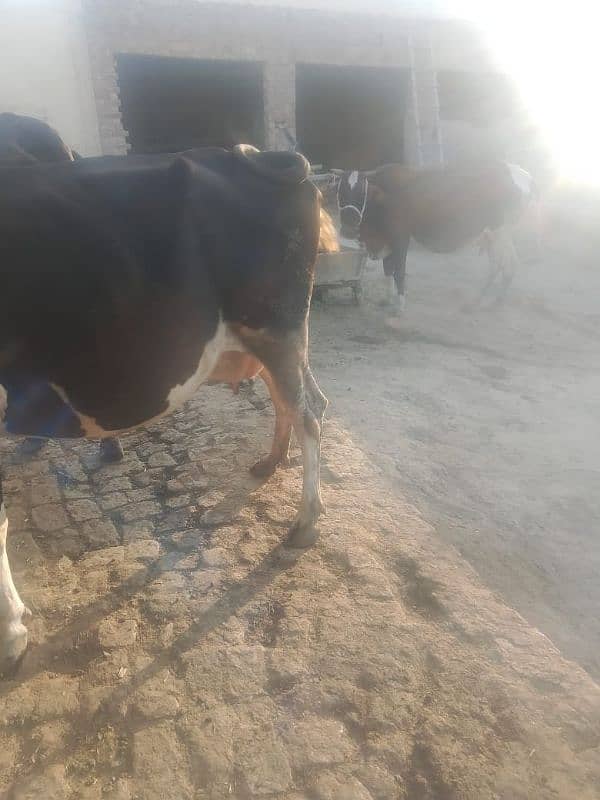 Australian cross cow delivery k Lia tayyar 1