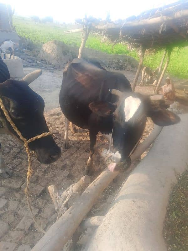 Australian cross cow delivery k Lia tayyar 2