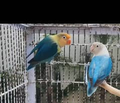 parblue split opaline and blue opaline breeder pair lovebirds for sale