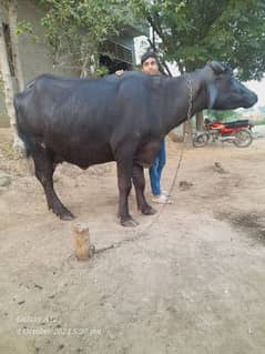 black buffalo for sale