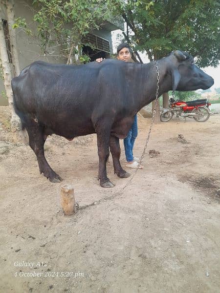 black buffalo for sale 0