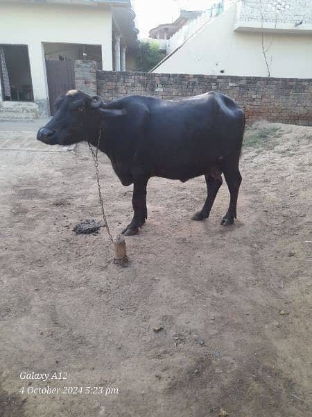 black buffalo for sale 2