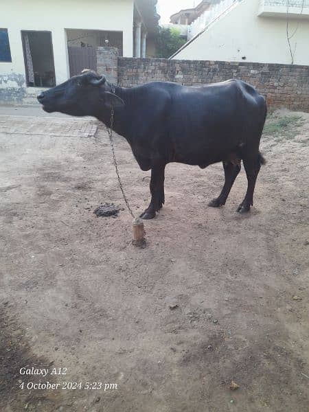 black buffalo for sale 4