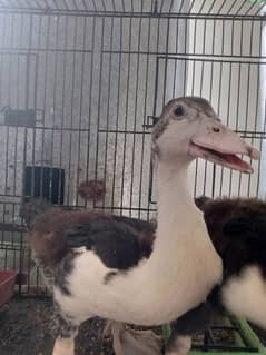 Muscovy ducks chicks