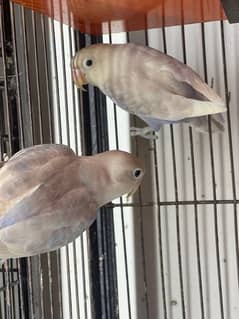 Albino black x Blue pastel bonded pairs lovebird