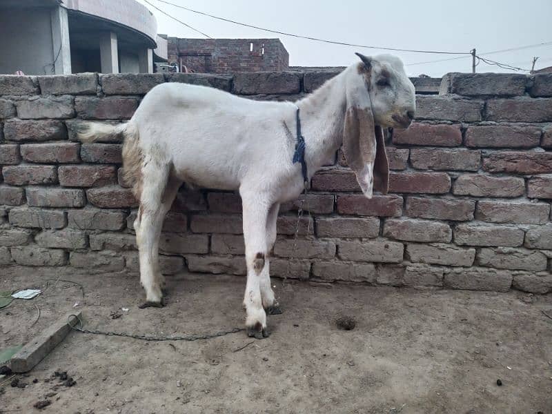 qurbani ka Bakra 1