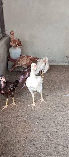 aseel & heera hens & chicks for sale 0330/2531/758