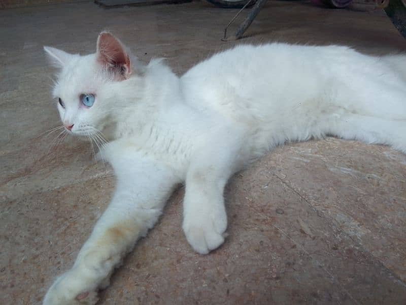 white Persian male cat 1