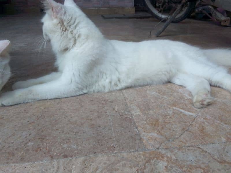 white Persian male cat 2