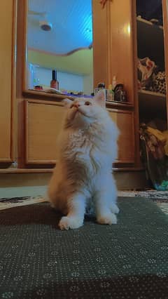 Persian Male Cat Age 6 Month 14500 0