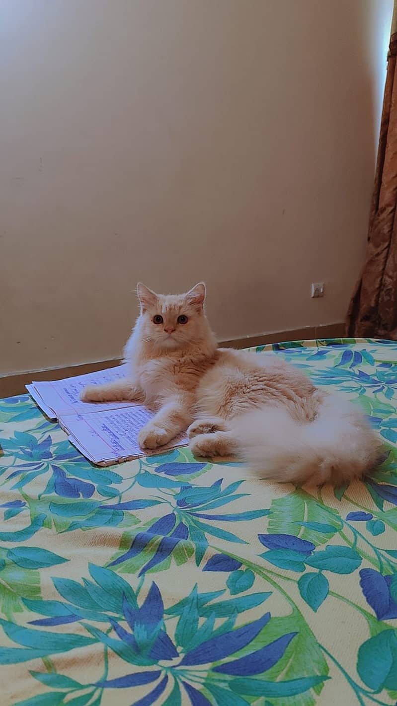 Persian Male Cat Age 6 Month 14500 1