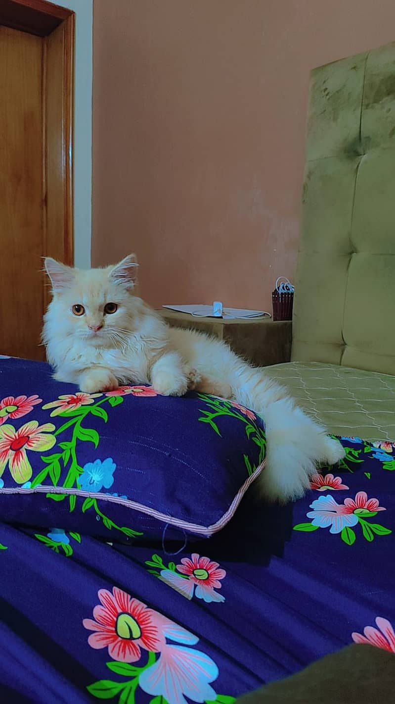 Persian Male Cat Age 6 Month 14500 2