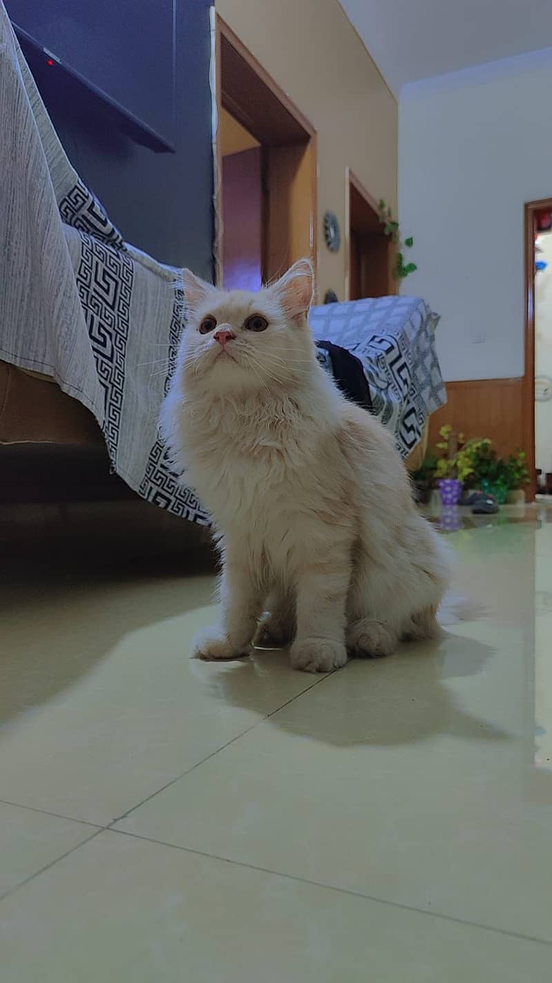 Persian Male Cat Age 6 Month 14500 3