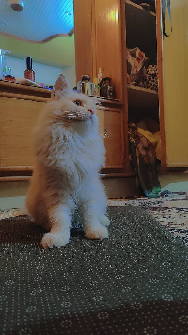 Persian Male Cat Age 6 Month 14500 4