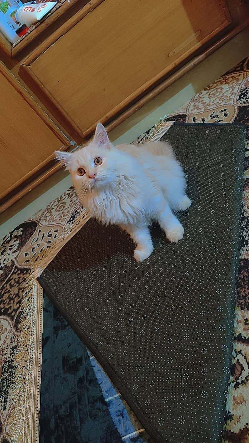 Persian Male Cat Age 6 Month 14500 5