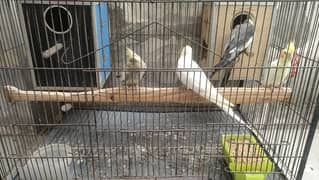 Sheikhpura jandiala Road for Sall  Parrot 4 4500--or pagr--3500