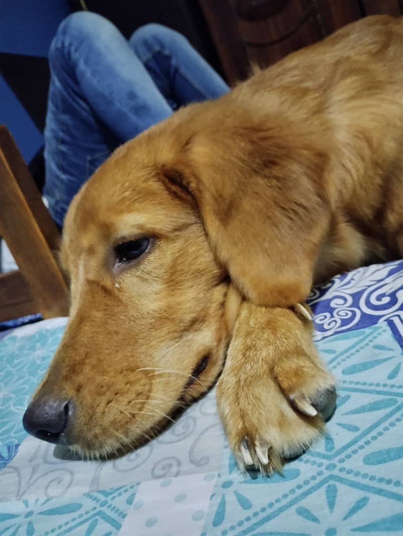 Golden Retriever Female 2