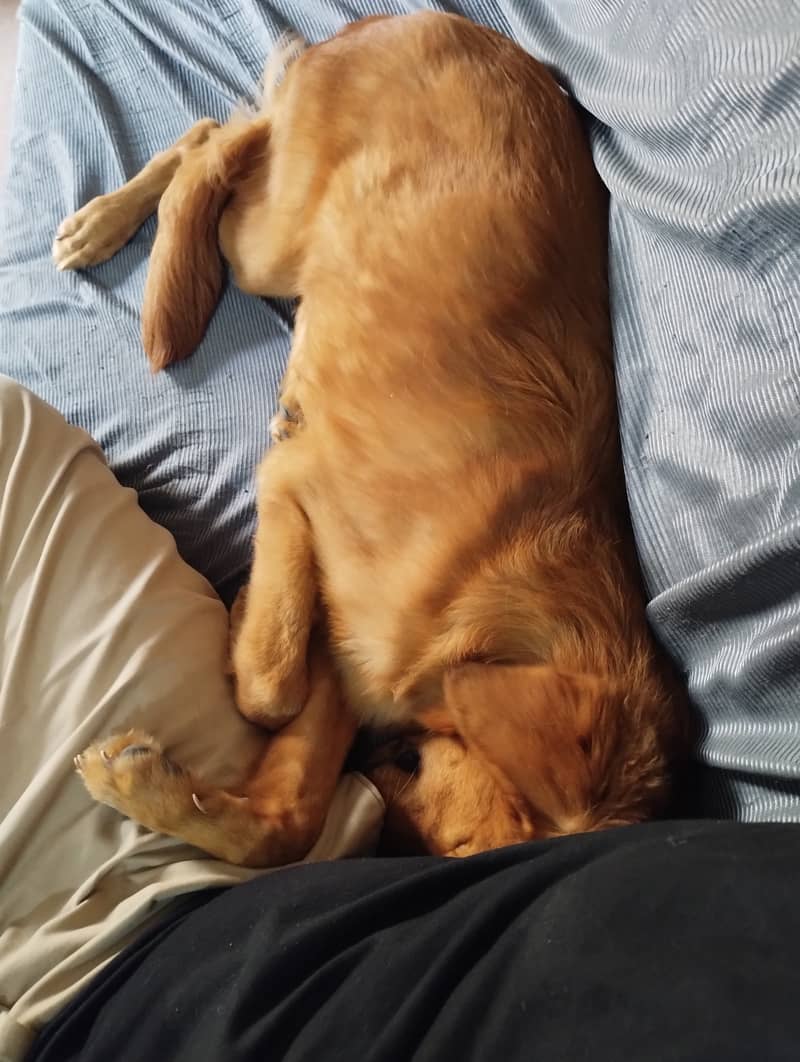 Golden Retriever Female 3