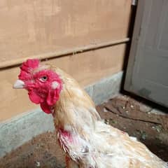 sindi assel cock for sale