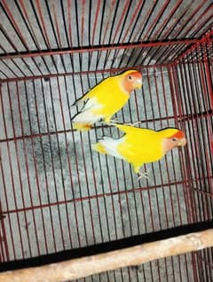 common Latino breeder pair 4000